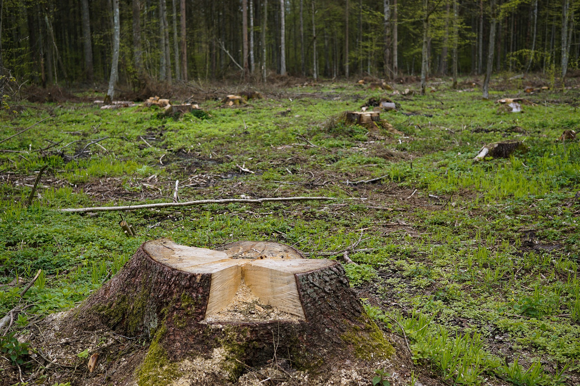 Адвокат по статье 260 УК РФ Незаконная рубка лесных насаждений в Москве и РФ, стоимость услуг адвоката